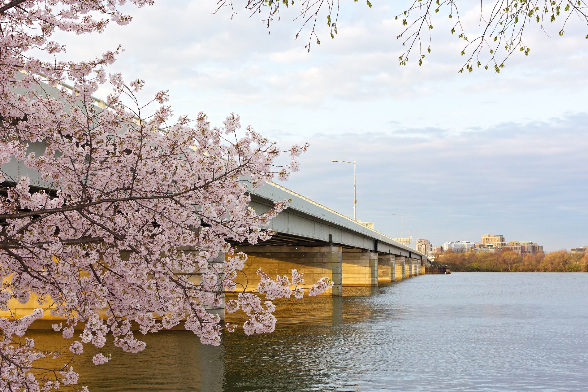 A bridge over a body of water leading to a downtown area. There is a cherry blossom branch in bloom in the foreground.